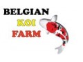 Détails : Belgian koi farm